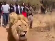 Lions Being Tour Guides To Rangers And Tourists
