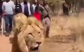 Lions Being Tour Guides To Rangers And Tourists - Animals - VIDEOTIME.COM