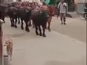 Doggo Hitches A Ride On A Buffalo