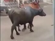 Doggo Hitches A Ride On A Buffalo