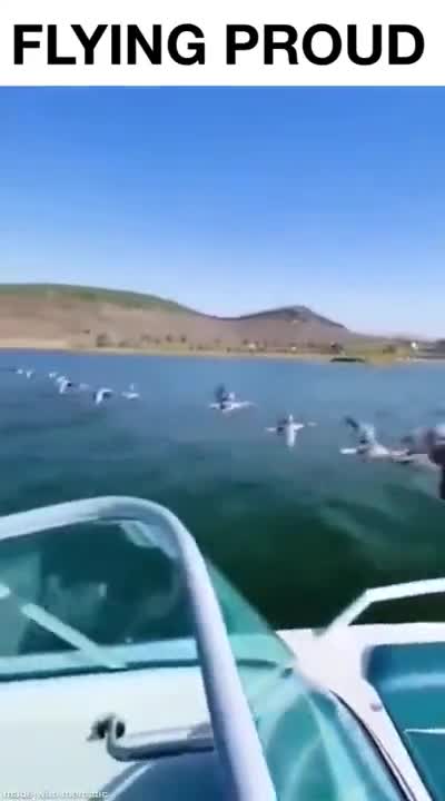 Flock Of Geese Flying Alongside A Speedboat