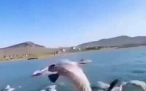 Flock Of Geese Flying Alongside A Speedboat - Animals - VIDEOTIME.COM