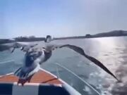 Flock Of Geese Flying Alongside A Speedboat