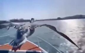 Flock Of Geese Flying Alongside A Speedboat - Animals - VIDEOTIME.COM