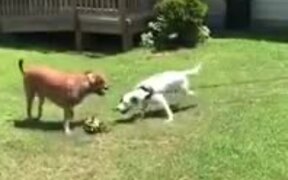 Doggo Trolls It's Doggo Friend - Animals - VIDEOTIME.COM