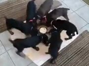 Strange Ritualistic Pinwheel Spinning Of Puppies