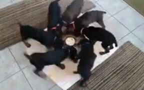 Strange Ritualistic Pinwheel Spinning Of Puppies - Animals - VIDEOTIME.COM