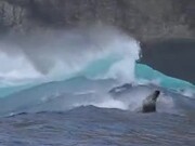 Sea Lions Catching Some Big Waves
