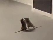 Cat Watches On As Two Rats Fight