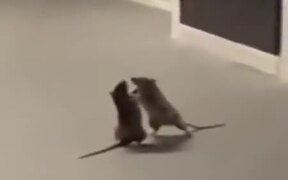 Cat Watches On As Two Rats Fight - Animals - VIDEOTIME.COM