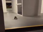 Cat Watches On As Two Rats Fight