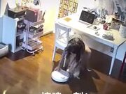 Doggo Gets Attacked By A Vacuum Robot