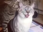 Cat Getting Licked Does The Derp Face