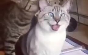 Cat Getting Licked Does The Derp Face - Animals - VIDEOTIME.COM