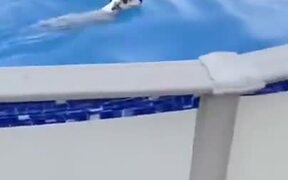 Doggo Executes Cool Exit From Pool