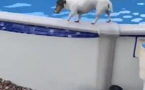 Doggo Executes Cool Exit From Pool
