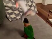 Dumb Parrot Falls From Table While Playing