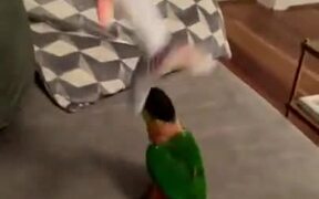 Dumb Parrot Falls From Table While Playing - Animals - VIDEOTIME.COM