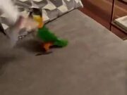 Dumb Parrot Falls From Table While Playing