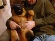 German Shepherd Puppy Gets A Nice Belly Rub