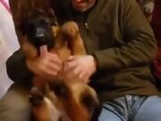 German Shepherd Puppy Gets A Nice Belly Rub