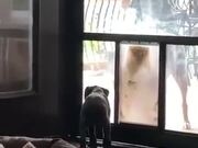 Older Dogs Teach Pup How To Use The Doggy Door