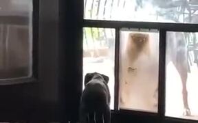 Older Dogs Teach Pup How To Use The Doggy Door - Animals - VIDEOTIME.COM