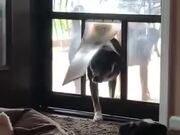Older Dogs Teach Pup How To Use The Doggy Door