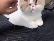 Fat Cat Gets A Neat Haircut