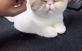 Fat Cat Gets A Neat Haircut - Animals - VIDEOTIME.COM