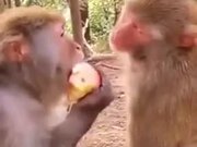 Monkey Makes It's Friend Watch As It Eats