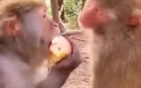 Monkey Makes It's Friend Watch As It Eats - Animals - VIDEOTIME.COM