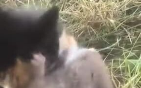 Nice Friendship Between A Rat And A Cat - Animals - VIDEOTIME.COM