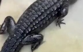 Cleaning Up The Alligator Pond - Animals - VIDEOTIME.COM