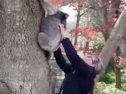 Reuniting A Baby Koala With It's Mother
