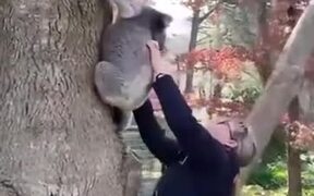 Reuniting A Baby Koala With It's Mother - Animals - VIDEOTIME.COM