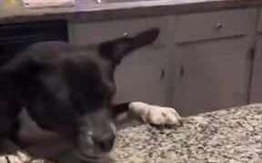 Dog Never Gives Up Getting Food From The Table - Animals - VIDEOTIME.COM
