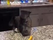 Dog Never Gives Up Getting Food From The Table