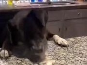 Dog Never Gives Up Getting Food From The Table