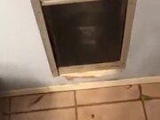 Poor Dog Can't Get Stick Through Doggy Gate