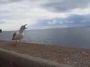 Seagull Laughs At It's Falling Friend