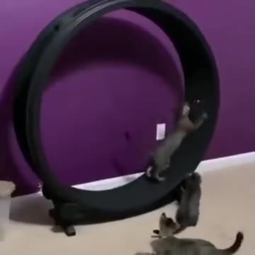 The Best Way To Get Your Cats To Work Out