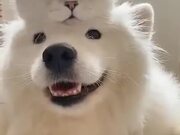 Samoyeed Dog And It's Cat Friend