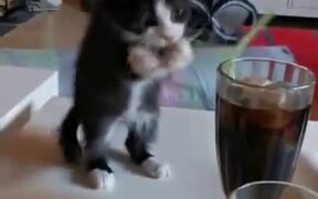 Kitten Tries To Bite Straw Kept In A Glass - Animals - VIDEOTIME.COM