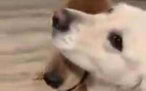 Cute Doggo Hugs It's Doggo Friend - Animals - VIDEOTIME.COM