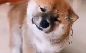 Little Pupper Loves The Back Scratches - Animals - VIDEOTIME.COM