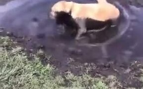 Dog Takes A Mud Bath, Owner Almost Cries - Animals - VIDEOTIME.COM