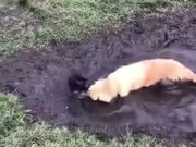 Dog Takes A Mud Bath, Owner Almost Cries