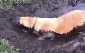 Dog Takes A Mud Bath, Owner Almost Cries - Animals - VIDEOTIME.COM