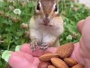 Squirrel Stuffs Nuts Into Its Mouth 
